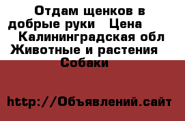 Отдам щенков в добрые руки › Цена ­ 100 - Калининградская обл. Животные и растения » Собаки   